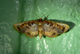 Moth