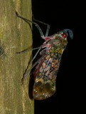 Fulgorid Bug - <i>Enchophora</i> sp.