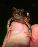 Litter Toad - <i>Rhaebo haematiticus</i>