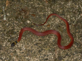 Red Coffeesnake - <i>Ninia sebae</i>