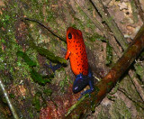 Strawberry Poison Frog - <i>Oophaga pumilio</i>