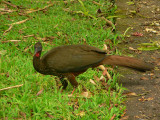 Crested Guan - <i>Penelope purpurascens</i>