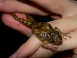 Boulengers Snouted Treefrog - <i>Scinax boulengeri</i>