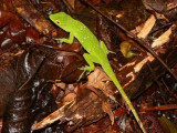 Green Tree Anole - Norops biporcatus