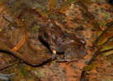 Broad-headed Rainfrog - <i>Craugastor megacephalus</i>