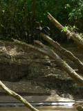 Anhinga - <i>Anhinga anhinga</i>