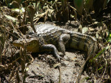 Spectacled Caiman - <i>Caiman crocodilus</i>