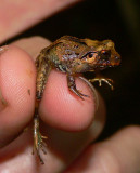 Broad-headed Rainfrog - Craugastor megacephalus