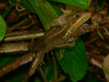 Striped Basilisk - Basiliscus vittatus
