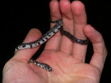 Clouded Slug-eater - Sibon nebulatus