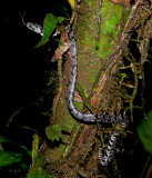 Clouded Slug-eater - Sibon nebulatus