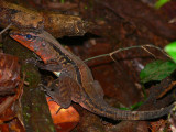 Central American Whiptail - Ameiva festiva