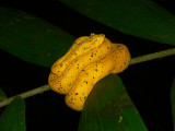 Eyelash Palm Pitviper - Bothriechis schlegelii