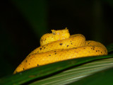 Eyelash Palm Pitviper - Bothriechis schlegelii