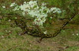 Green Salamander - <i>Aneides aeneus</i>