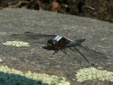 Chalk-fronted Corporal - <i>Ladona julia</i>