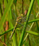 Black Meadowhawk - <i>Sympetrum danae</i>