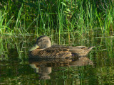 American Black Duck - <i>Anas rubripes</i>