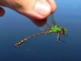 Rusty Snaketail - <i>Ophiogomphus rupinsulensis</i>