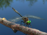 Ski-tailed Emerald - <i>Somatochlora elongata</i>