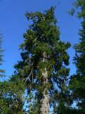 Worlds Largest Spruce?