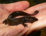 Copes Giant Salamander - <i>Dicamptodon copei</i>