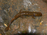 Copes Giant Salamander - <i>Dicamptodon copei</i>