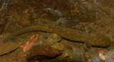 Copes Giant Salamander - <i>Dicamptodon copei</i>