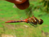 Striped Meadowhawk - <i>Sympetrum pallipes</i>