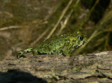 Western Toad - <i>Bufo boreas</i>