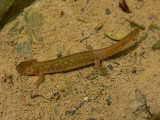 Olympic Torrent Salamander - <i>Rhyacotriton olympicus</i>