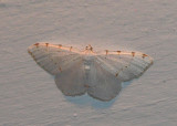 Lesser Maple Spanworm Moth - <i>Speranza pustularia</i>