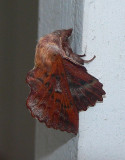 Lappet Moth - <i>Phyllodesma americana</i>