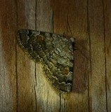 American Idia - <i>Idia americalis</i>