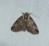 Small Baileya - <i>Baileya australis</i>