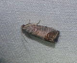 Codling Moth - <i>Cydia pomonella</i>
