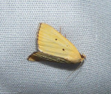 Black-bordered Lemon Moth - <i>Marimatha nigrofimbria</i>