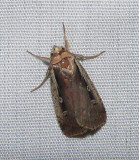 Flame-shouldered Dart - <i>Ochropleura implecta</i>