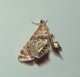 Snout Moth - <i>Petrophila</i>