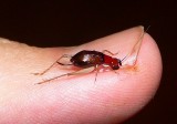 Handsome Trig - <i>Phyllopalpus pulchellus</i>
