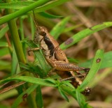 Grasshopper