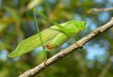 Fork-tailed Bush Katydid - <i>Scudderia furcata</i>