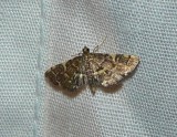 Yellow-spotted Webworm Moth - <i>Anageshna primordialis</i>