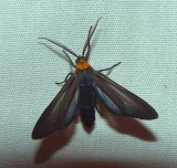 Yellow-collared Scape Moth - <i>Cisseps fulvicollis</i>