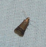Broad-banded Eulogia Moth - <i>Eulogia ochrifrontella</i>