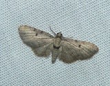 Common Eupithecia - <i>Eupithecia miserulata</i>