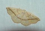 Confused Eusarca - <i>Eusarca confusaria</i>
