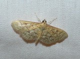 Bold-feathered Grass Moth - <i>Herpetogramma pertextalis</i>