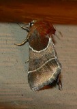 Arcigera Flower Moth - <i>Schinia arcigera</i>