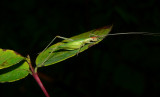Broad-winged Tree Cricket - <i>Oecanthus latipennis</i>